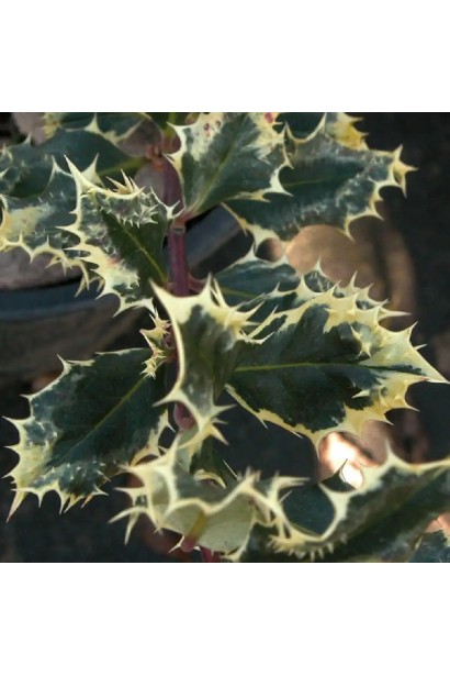 Саджанець падуба Аргентея Маргіната взимку